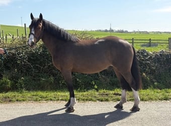 "Bishops town 19" Bay Gelding Cob/Heavy Horse