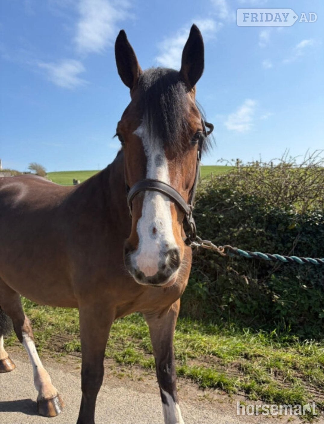 "Bishops town 19" Bay Gelding Cob/Heavy Horse