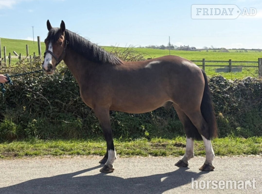 "Bishops town 19" Bay Gelding Cob/Heavy Horse in Llangefni