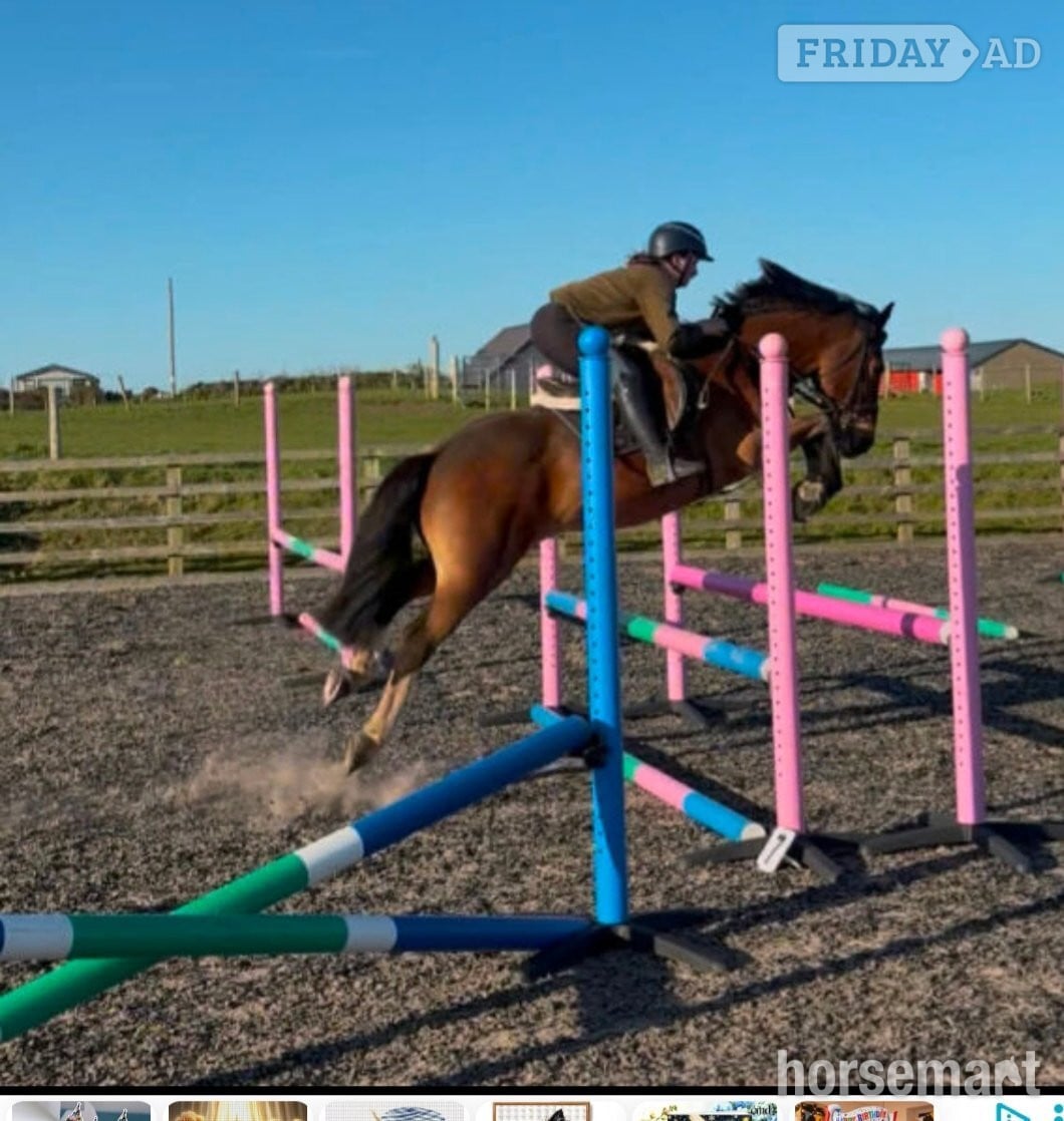 Llangefni "Bishops town 19" Bay Gelding Cob/Heavy Horse