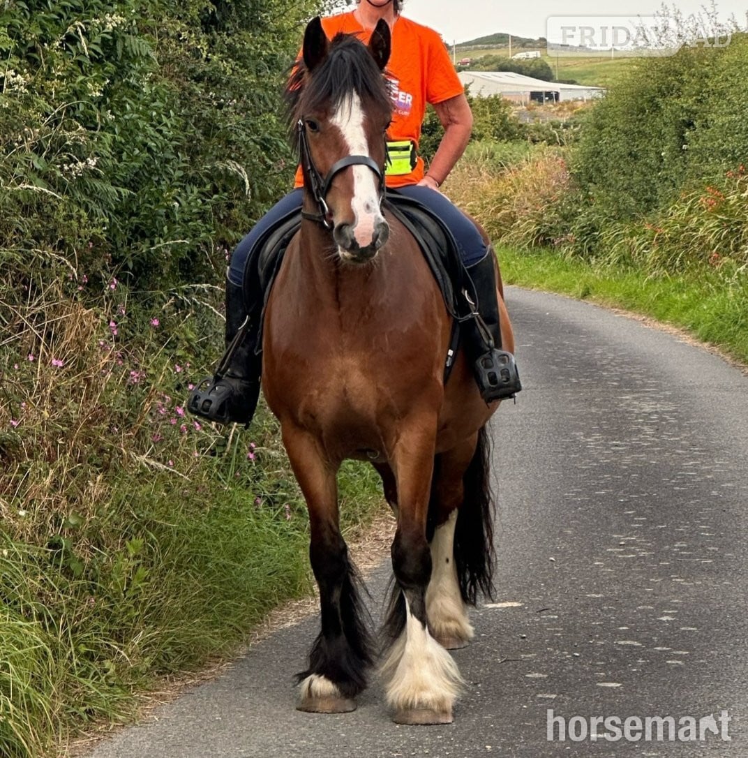 "Bishops town 19" Bay Gelding Cob/Heavy Horse - Horses in Llangefni