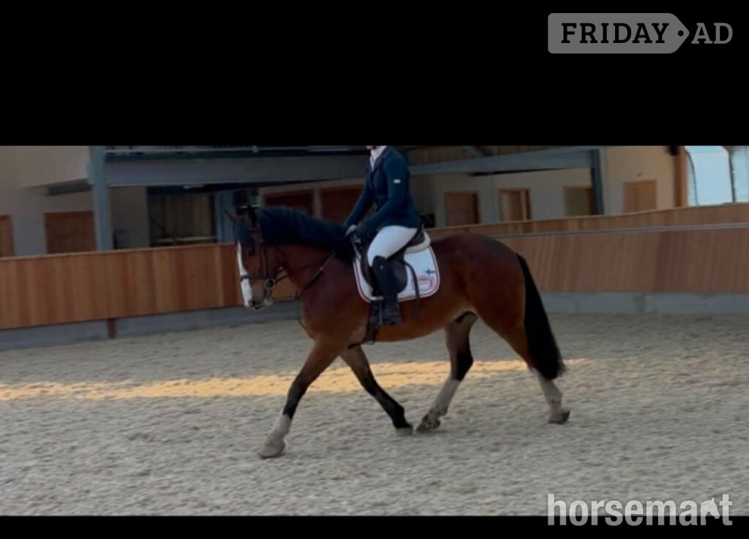 "Bishops town 19" Bay Gelding Cob/Heavy Horse - Horses