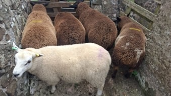Finishing Lambs Shetland/Cross BlueTex (16)