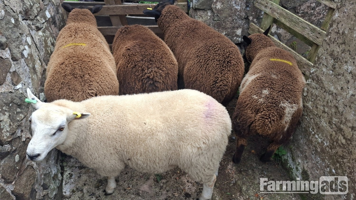 Finishing Lambs Shetland/Cross BlueTex (16) in Peat Inn