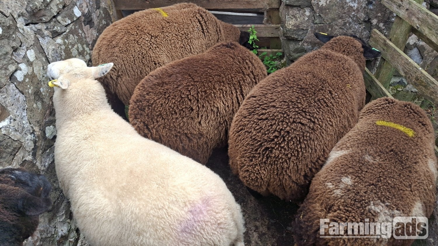 Finishing Lambs Shetland/Cross BlueTex (16) - Livestock in Peat Inn