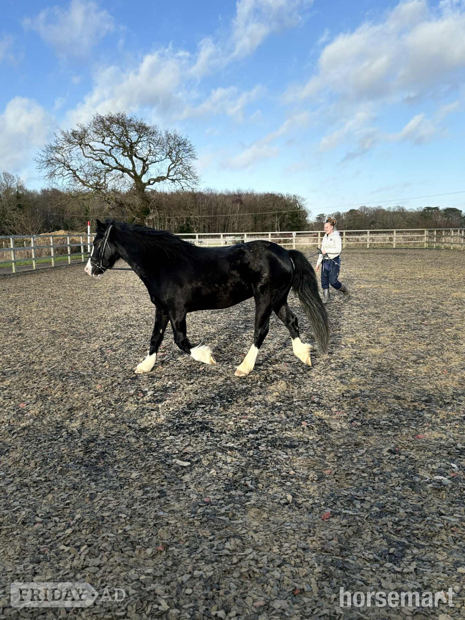 "Sonny" Black Gelding Project Horse in Corton