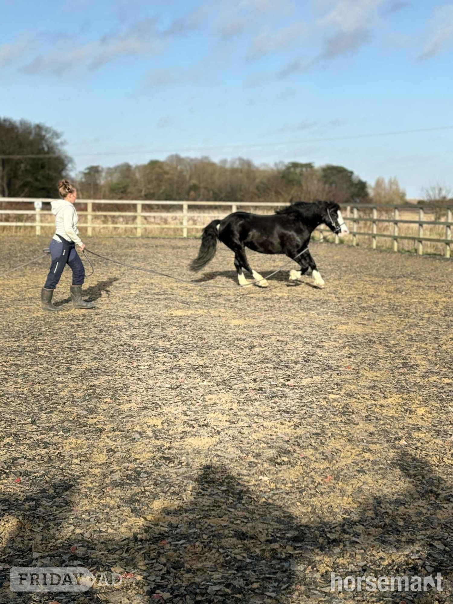 "Sonny" Black Gelding Project Horse - Horses