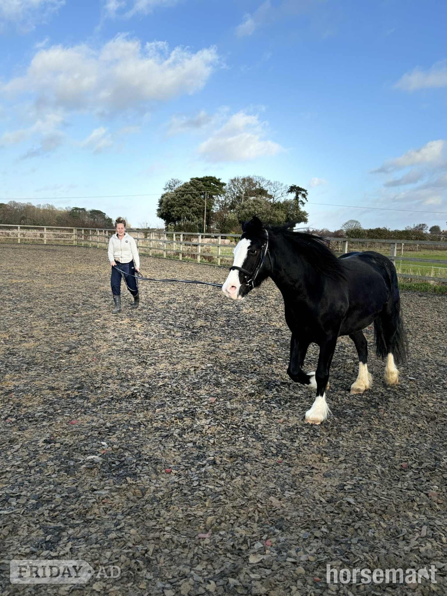 Corton "Sonny" Black Gelding Project Horse