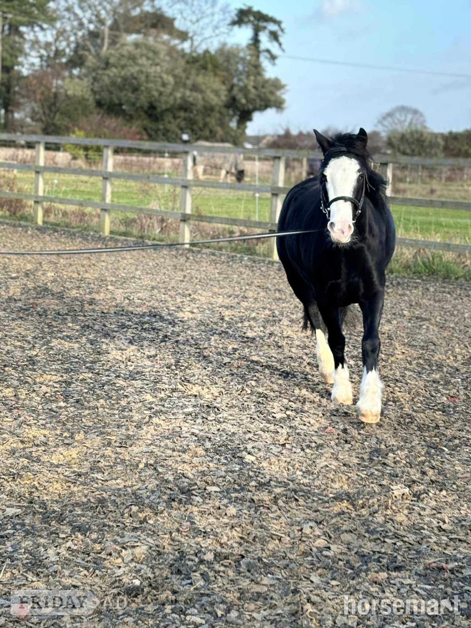 "Sonny" Black Gelding Project Horse - Horses in Corton