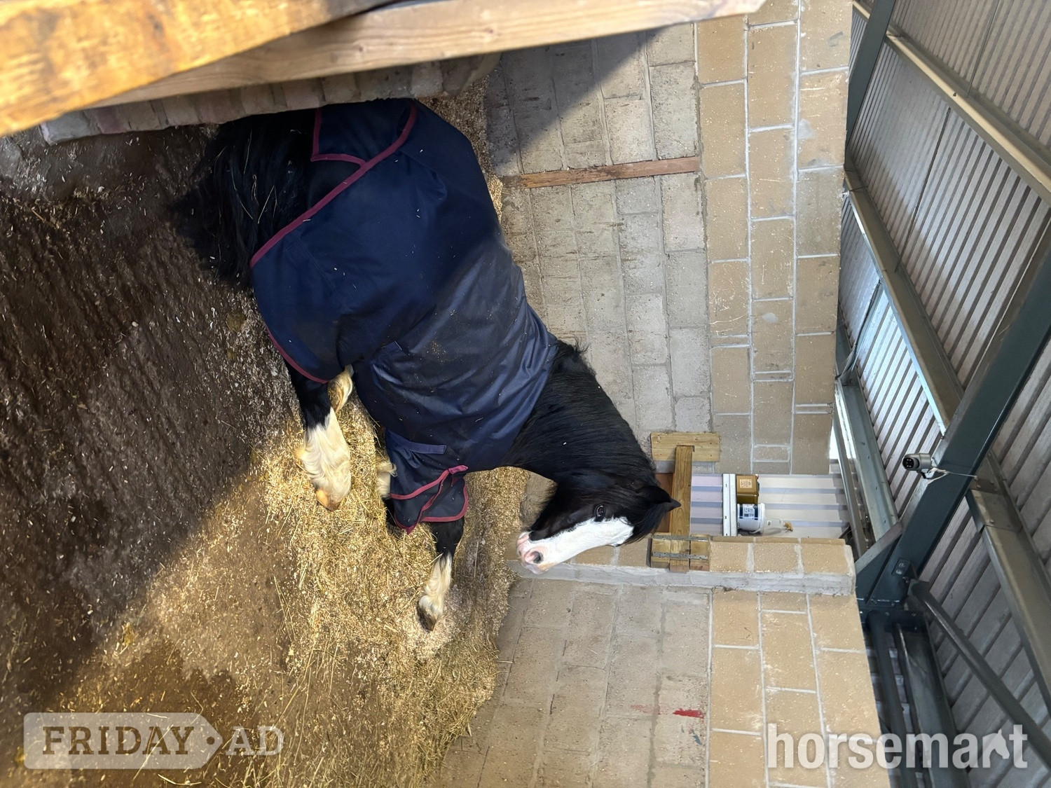"Sonny" Black Gelding Project Horse
