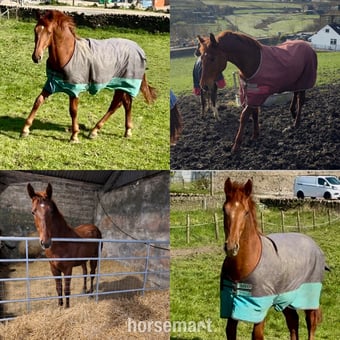 "Darcy" Chestnut Filly Showing Horse