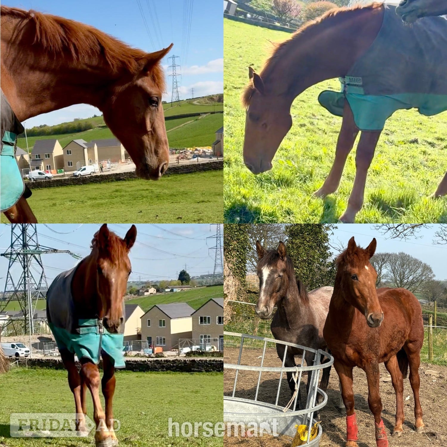 "Darcy" Chestnut Filly Showing Horse
