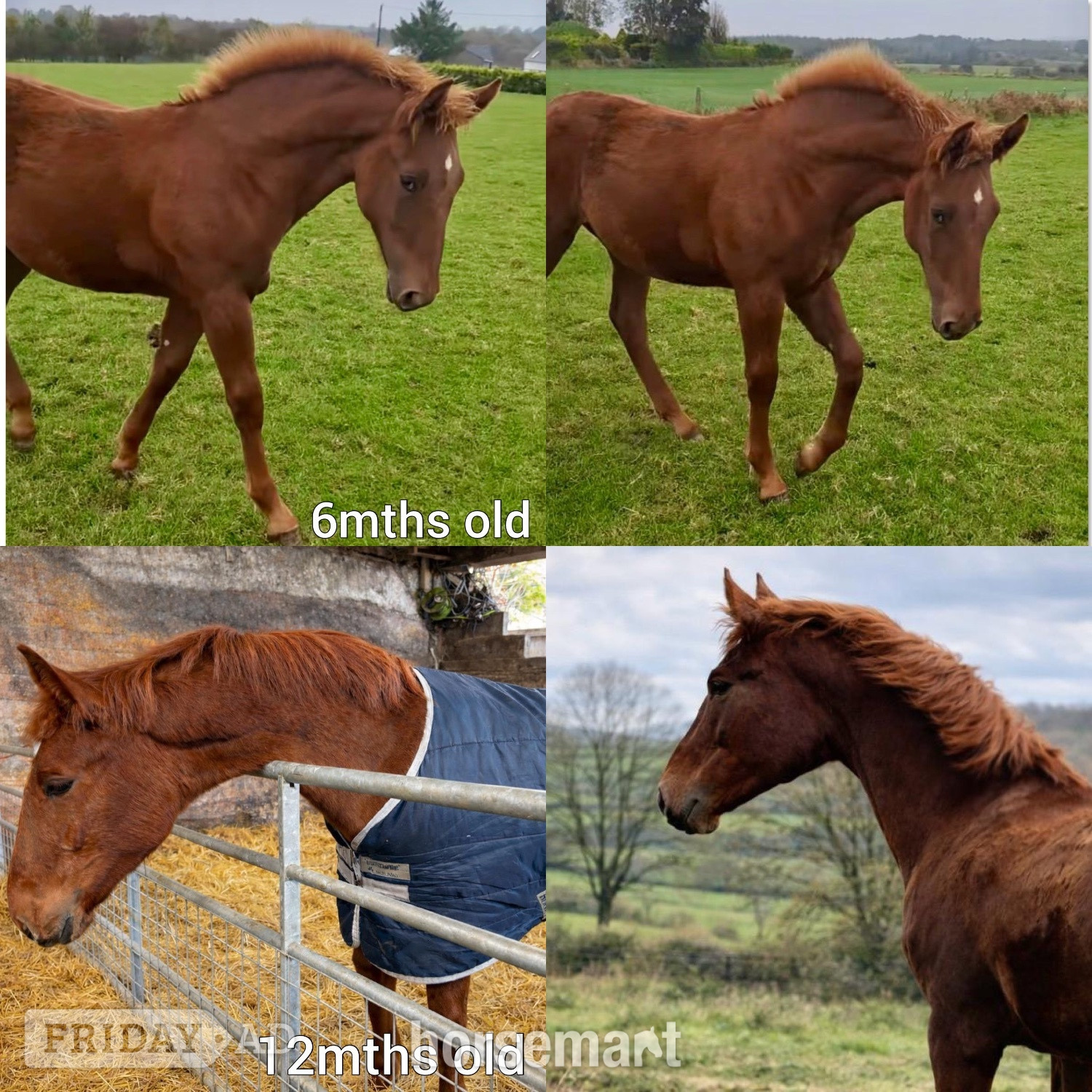 Bradford "Darcy" Chestnut Filly Showing Horse