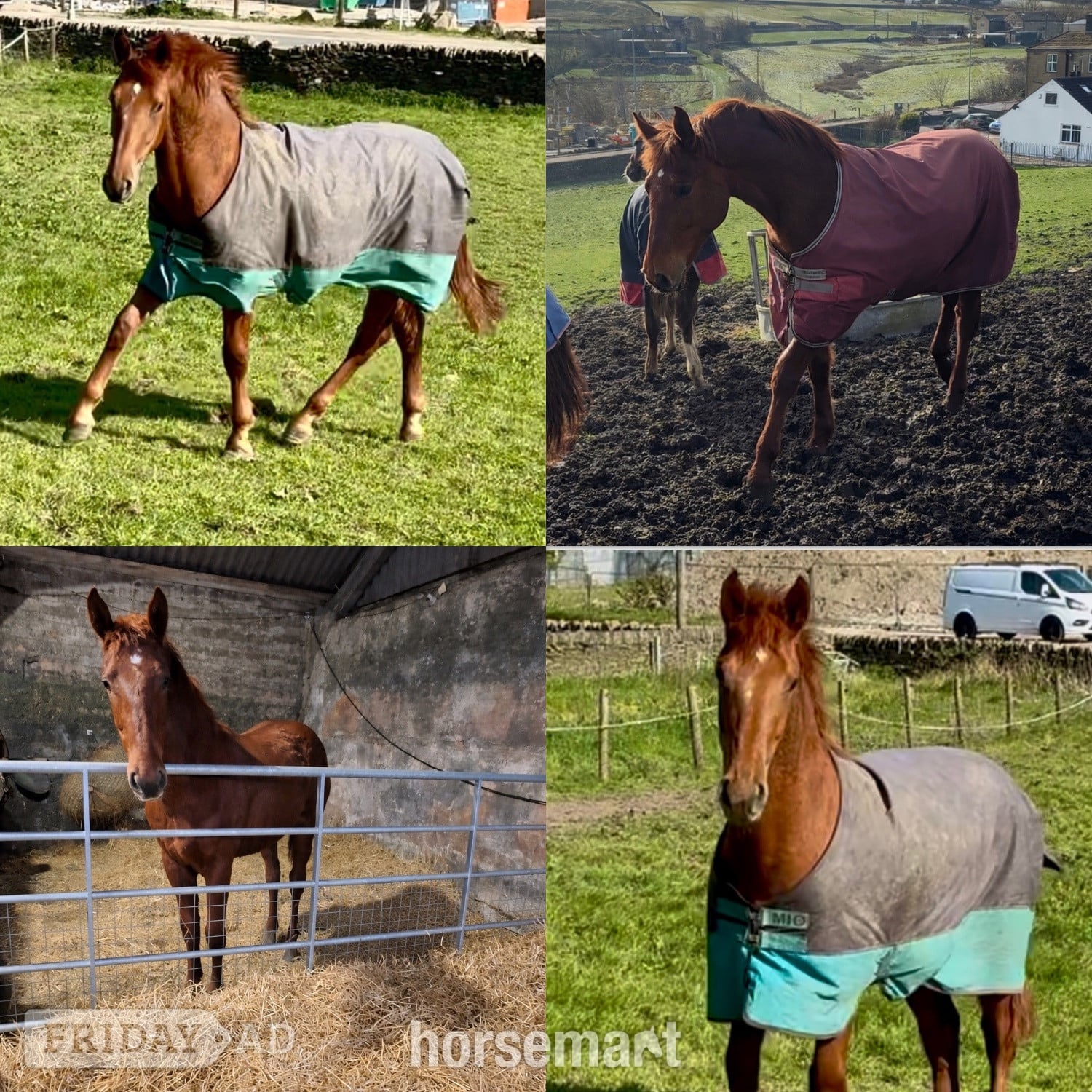 "Darcy" Chestnut Filly Showing Horse in Bradford
