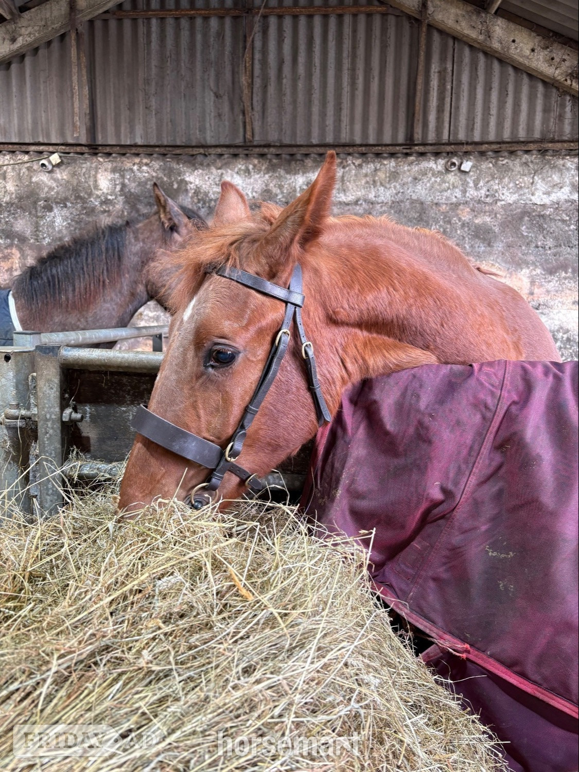 "Darcy" Chestnut Filly Showing Horse - Horses in Bradford