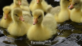 *SELLING FAST* Friendly Large-Strain Embden Goslings - 2026 Hatch