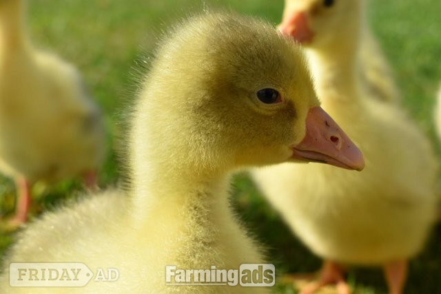 *SELLING FAST* Friendly Large-Strain Embden Goslings - 2026 Hatch - Poultry in Holme Hale
