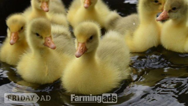 *SELLING FAST* Friendly Large-Strain Embden Goslings - 2026 Hatch in Holme Hale