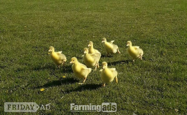 *SELLING FAST* Friendly Large-Strain Embden Goslings - 2026 Hatch - Poultry