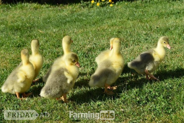 Holme Hale *SELLING FAST* Friendly Large-Strain Embden Goslings - 2026 Hatch