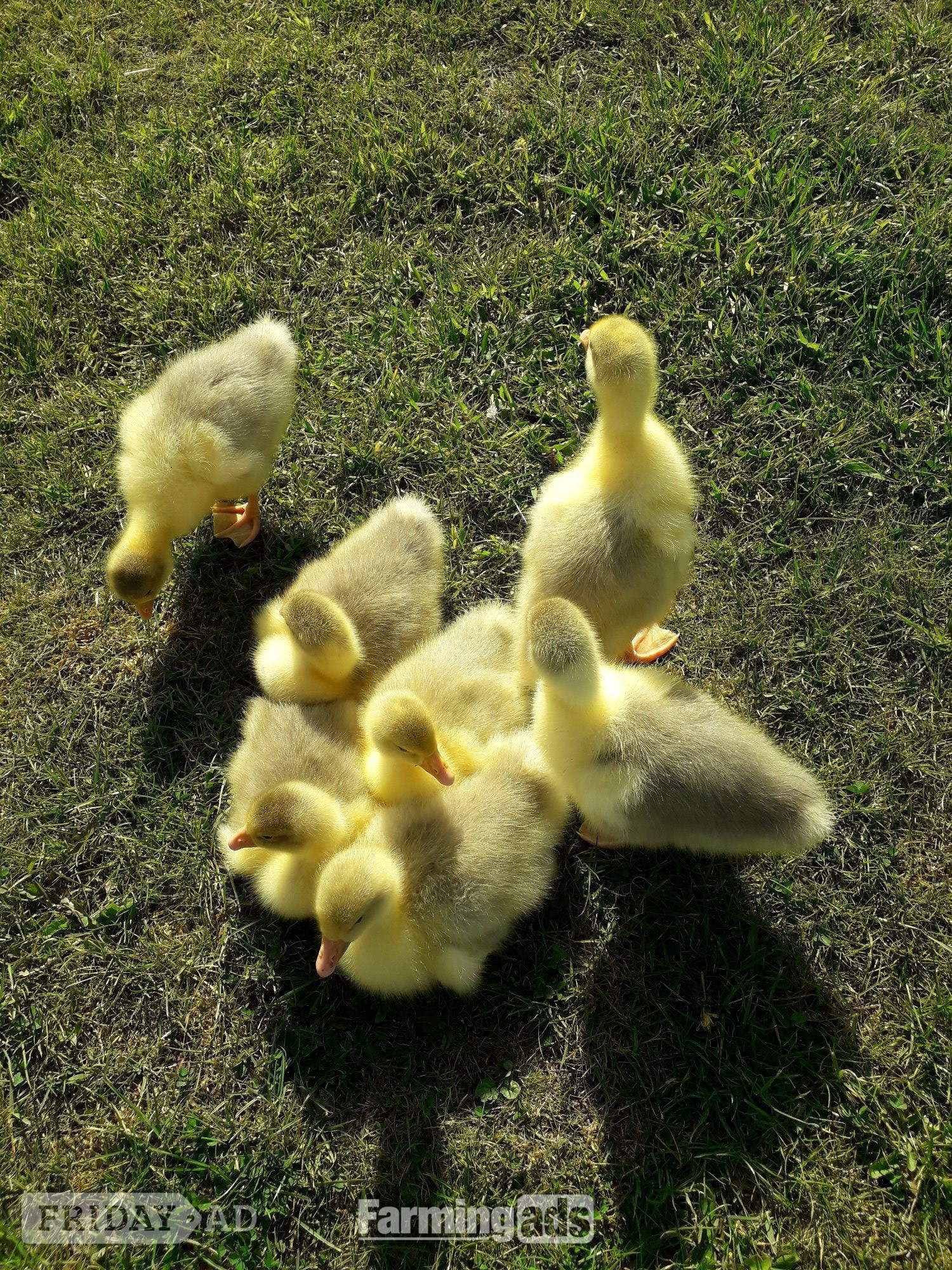 *SELLING FAST* Friendly Large-Strain Embden Goslings - 2026 Hatch