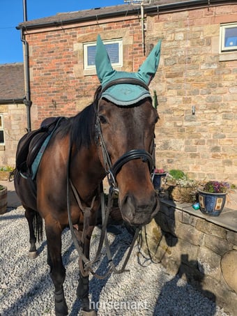 "Hattie" Bay Mare Happy Hacker