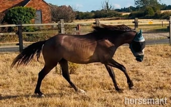 "Ghost" Rose Grey Colt Youngstock / Foal