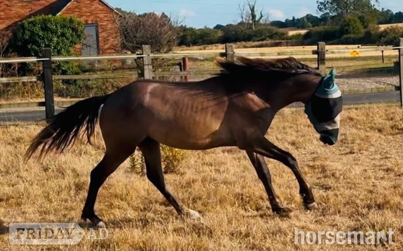"Ghost" Rose Grey Colt Youngstock / Foal in Wickford