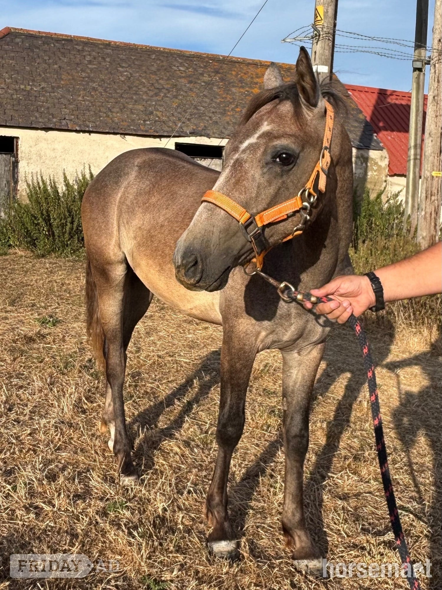 "Ghost" Rose Grey Colt Youngstock / Foal