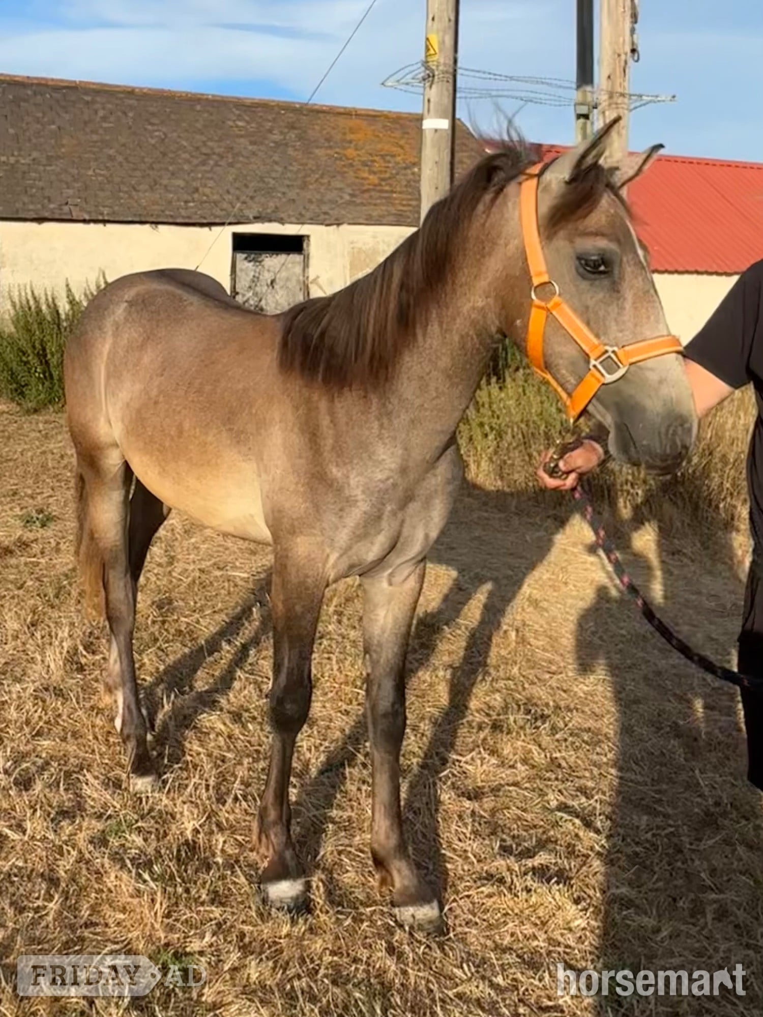 Wickford "Ghost" Rose Grey Colt Youngstock / Foal