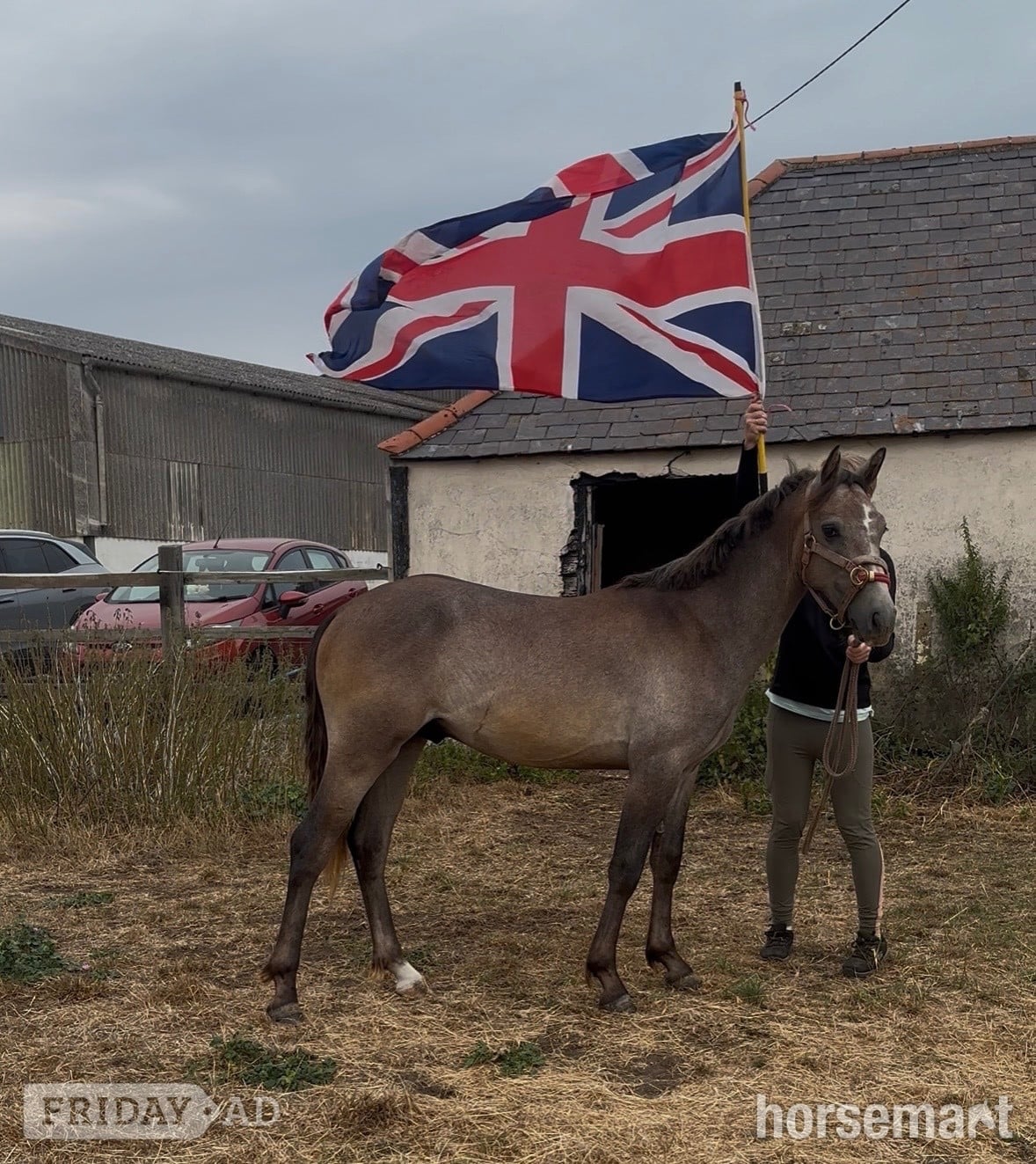 "Ghost" Rose Grey Colt Youngstock / Foal - Horses in Wickford