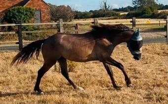 "Ghost" Rose Grey Gelding Youngstock / Foal