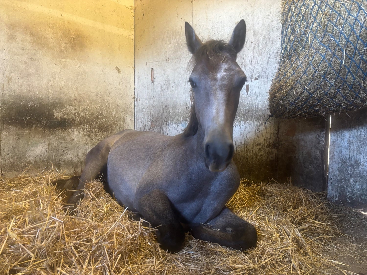 "Ghost" Rose Grey Gelding Youngstock / Foal - Horses