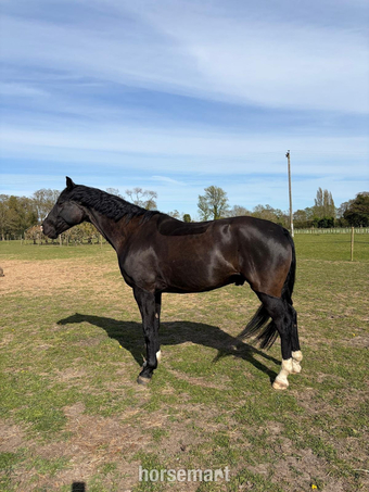 "Furst bandari (Ben)" Black Gelding Dressage Horse
