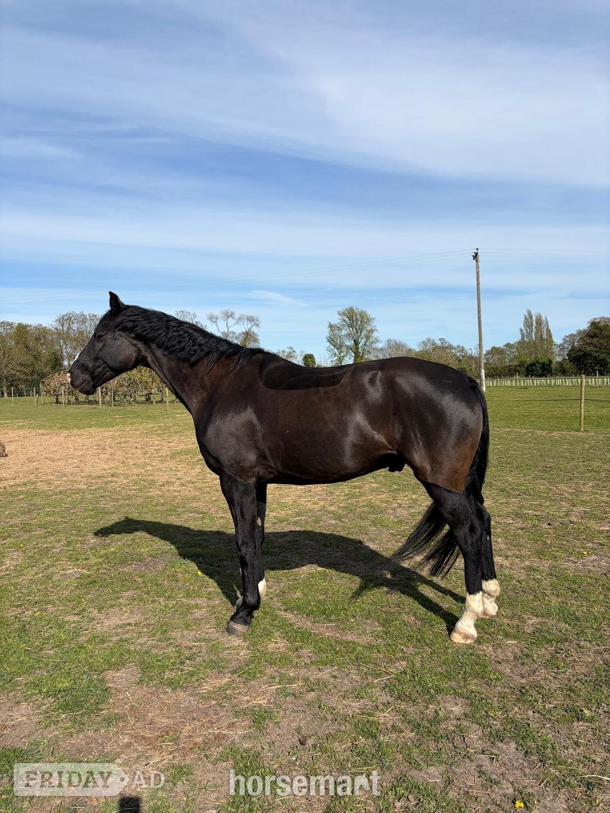 "Furst bandari (Ben)" Black Gelding Dressage Horse in Colchester