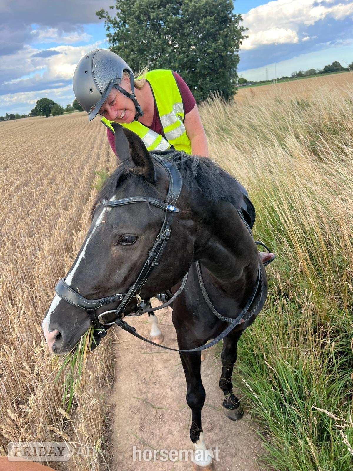 "Furst bandari (Ben)" Black Gelding Dressage Horse
