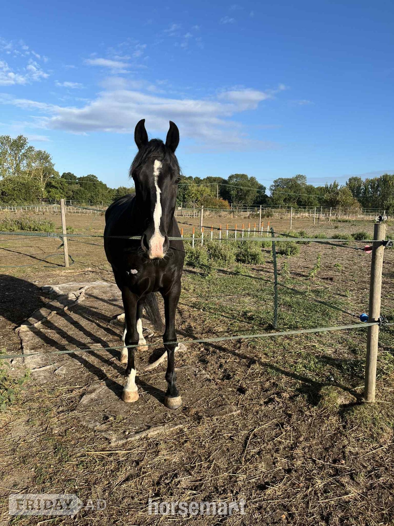 Colchester "Furst bandari (Ben)" Black Gelding Dressage Horse