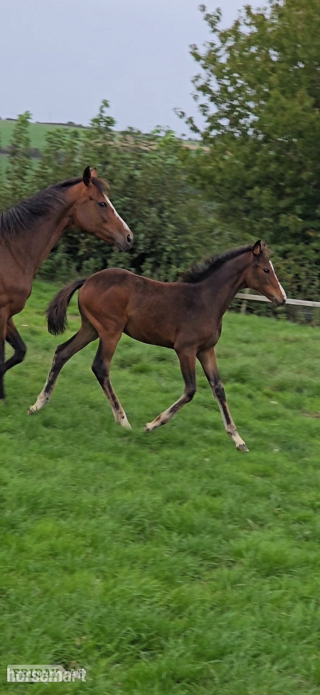 "Elegant sweet natured filly " Dark Bay Filly Youngstock / Foal in Holywell