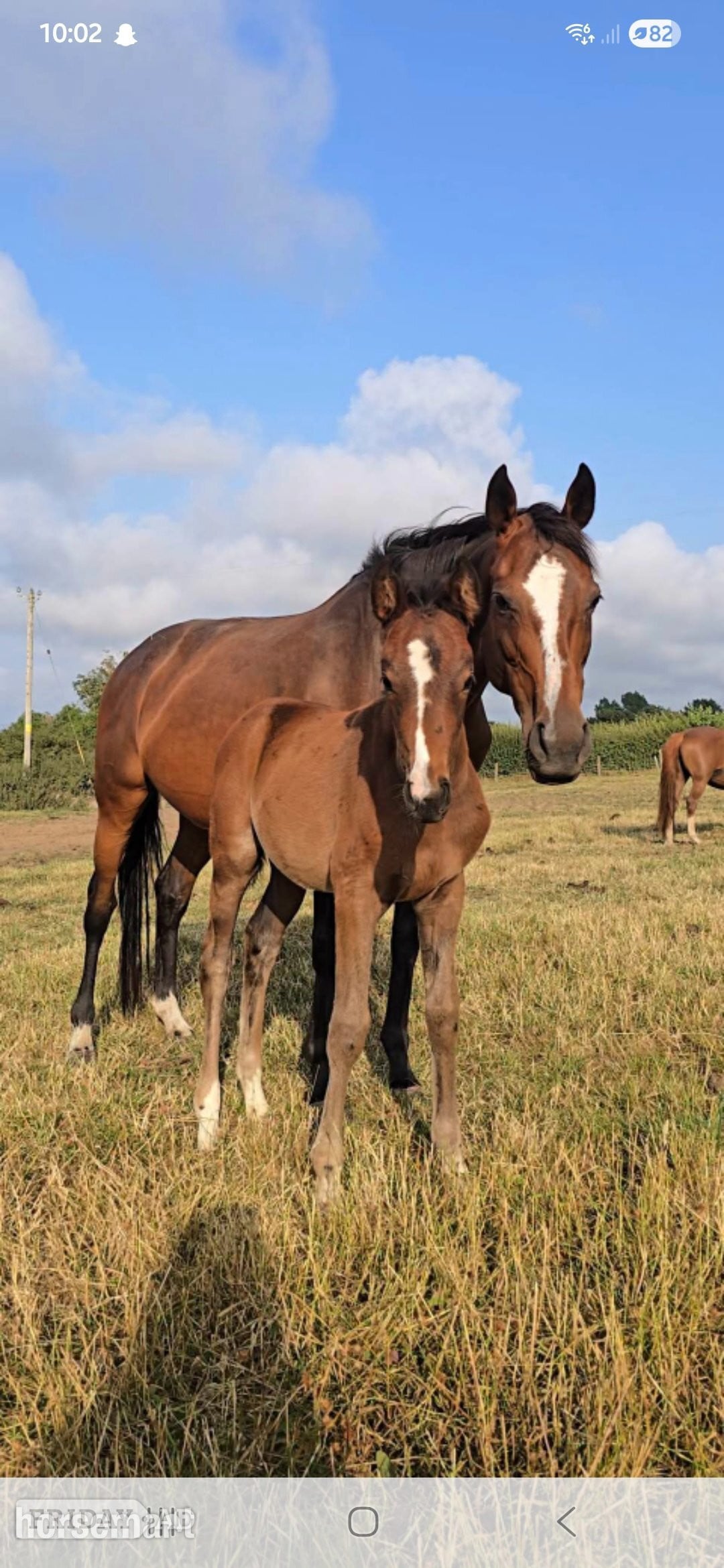 "Elegant sweet natured filly " Dark Bay Filly Youngstock / Foal