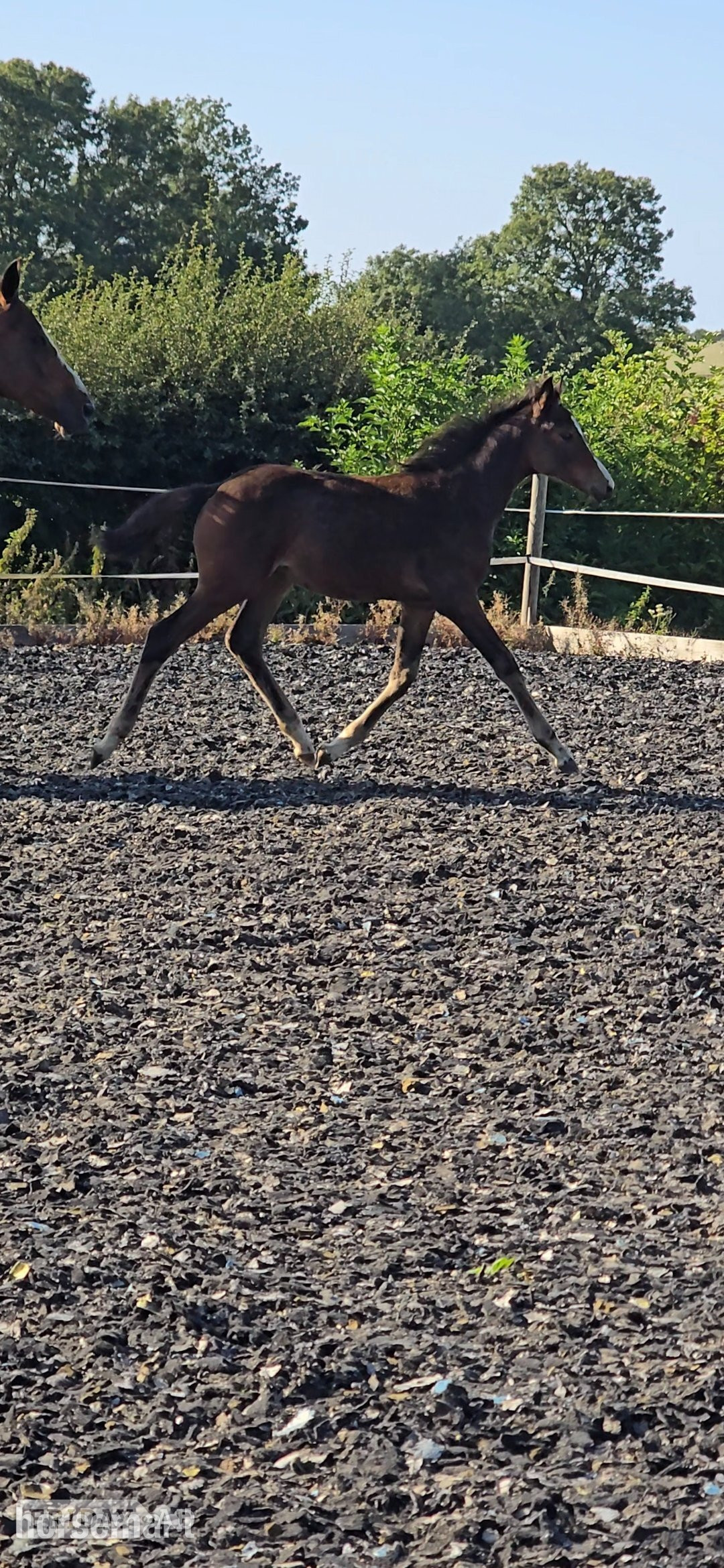 Holywell "Elegant sweet natured filly " Dark Bay Filly Youngstock / Foal