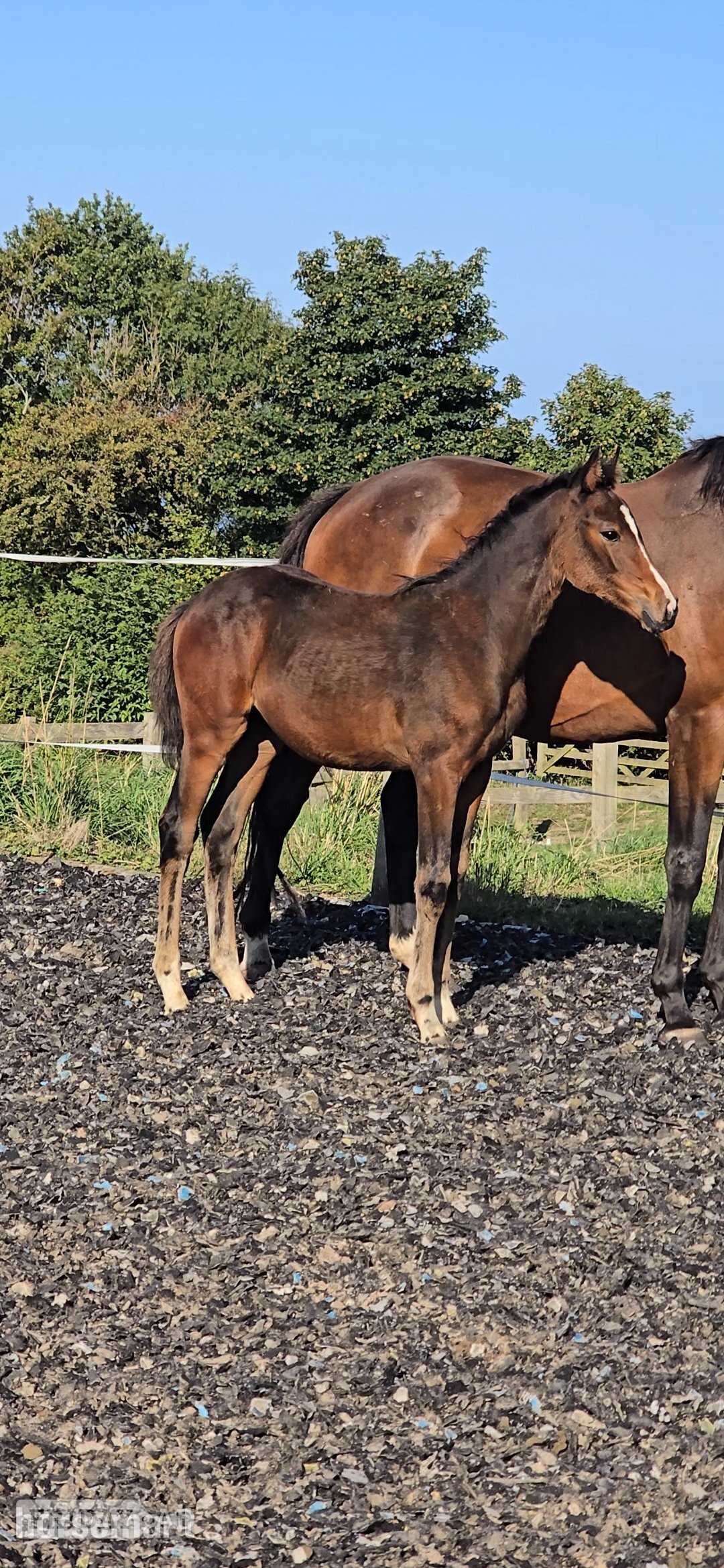 "Elegant sweet natured filly " Dark Bay Filly Youngstock / Foal - Horses in Holywell