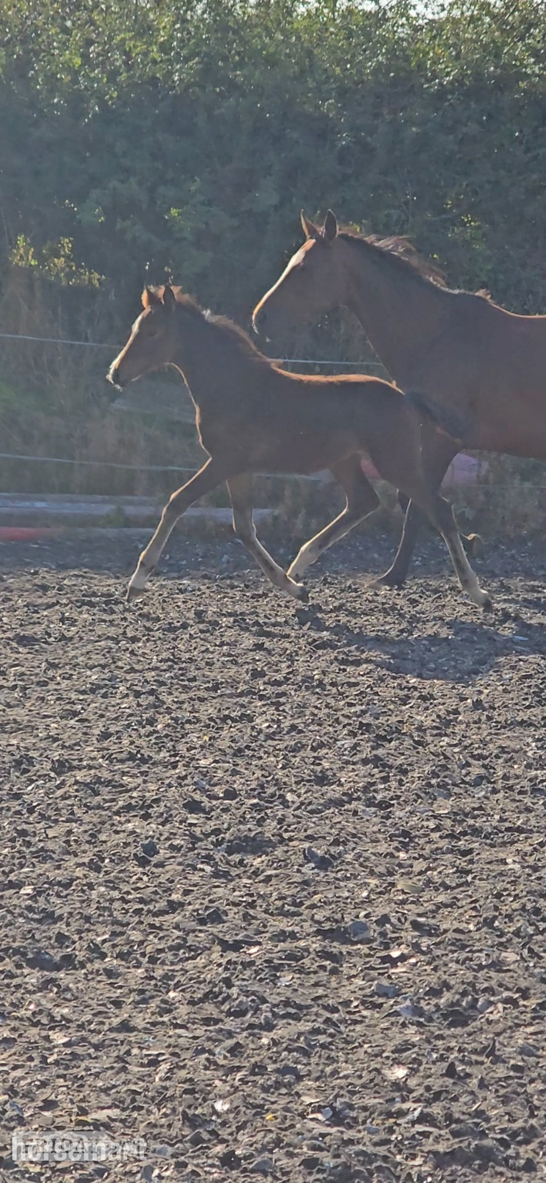"Elegant sweet natured filly " Dark Bay Filly Youngstock / Foal - Horses