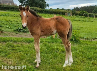 "Coz Me Is Black " Bay Colt Youngstock / Foal
