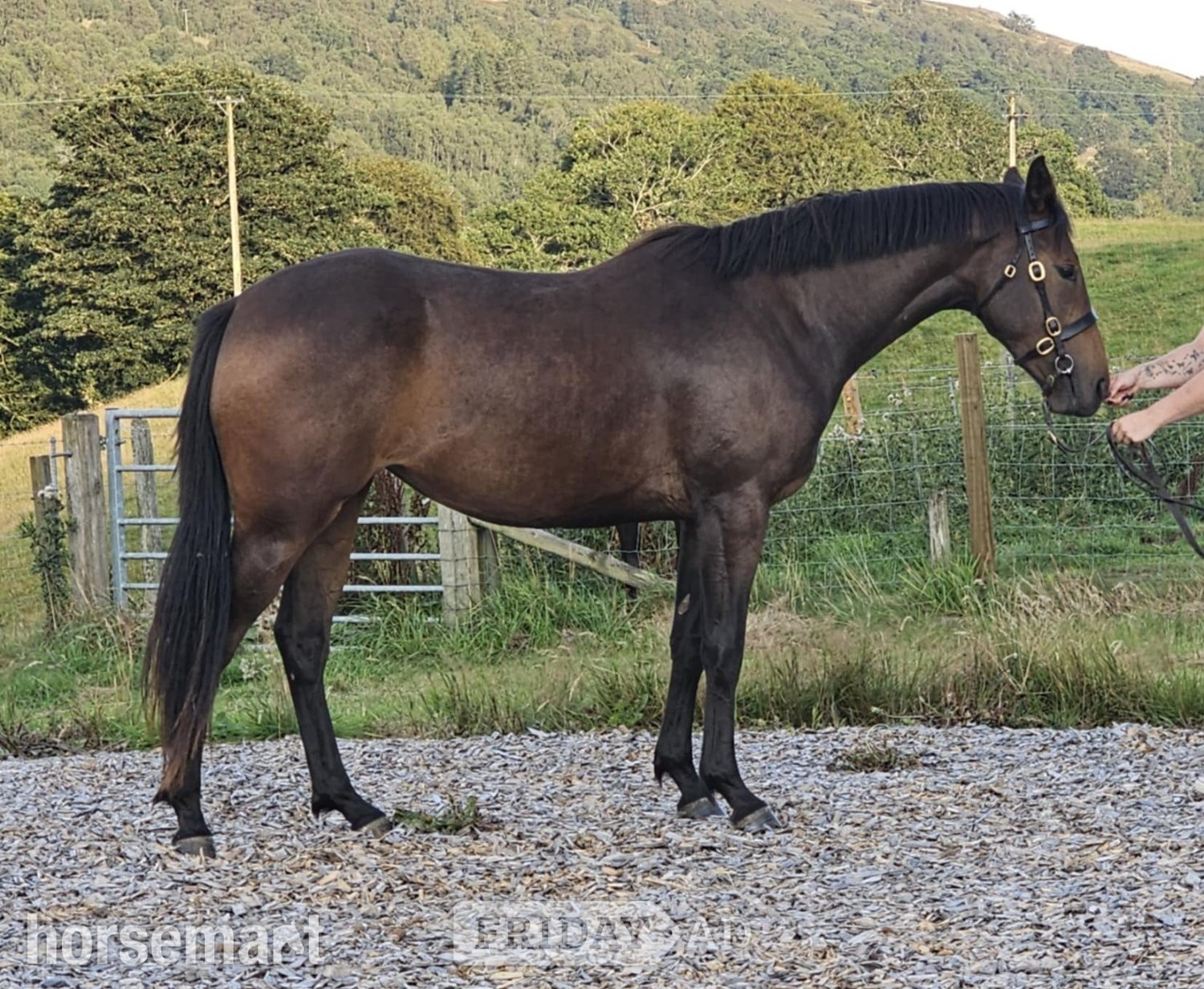 "Coz Me Is Black " Bay Colt Youngstock / Foal - Horses
