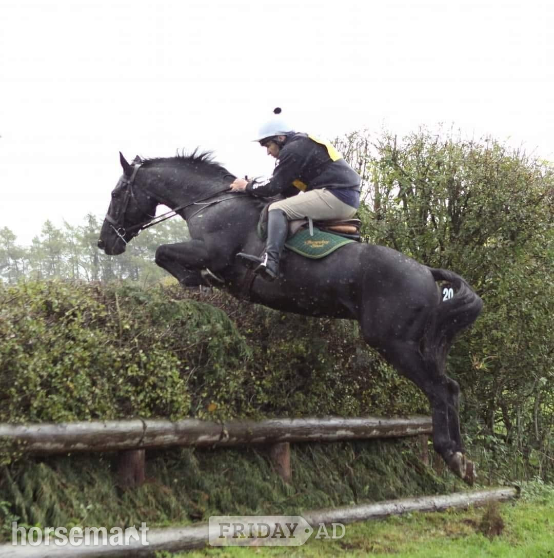 Newcastle u-Tyne "Coz Me Is Black " Bay Colt Youngstock / Foal
