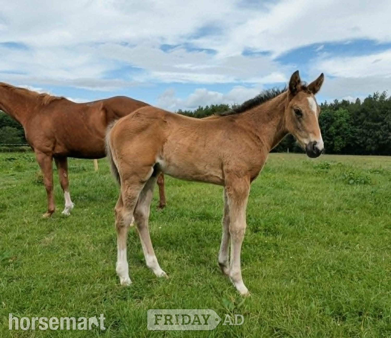 "Coz Me Is Black " Bay Colt Youngstock / Foal