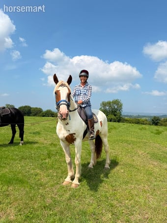 "Harley" Coloured Mare Young Sport Horse