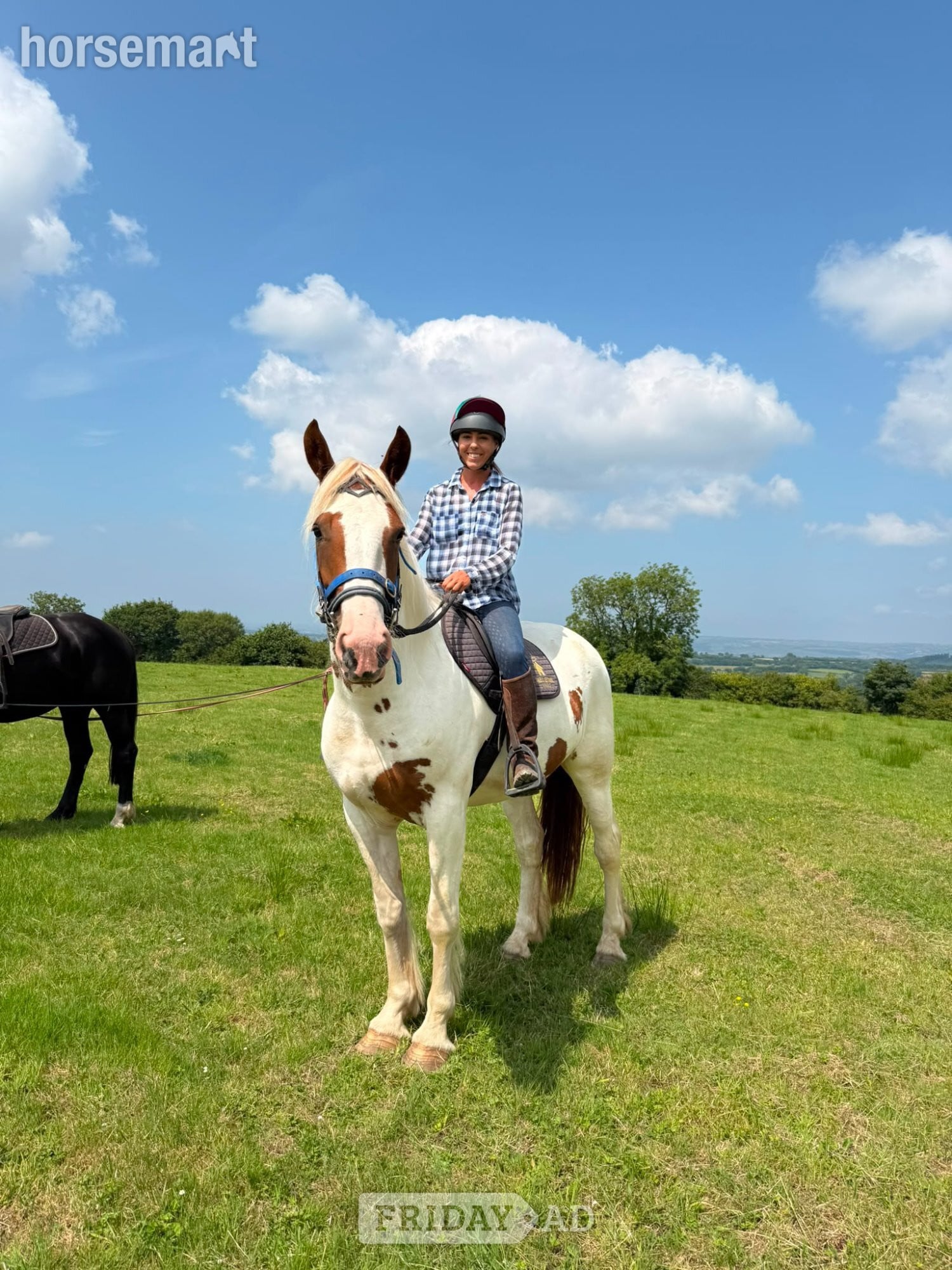 "Harley" Coloured Mare Young Sport Horse in Bridgend