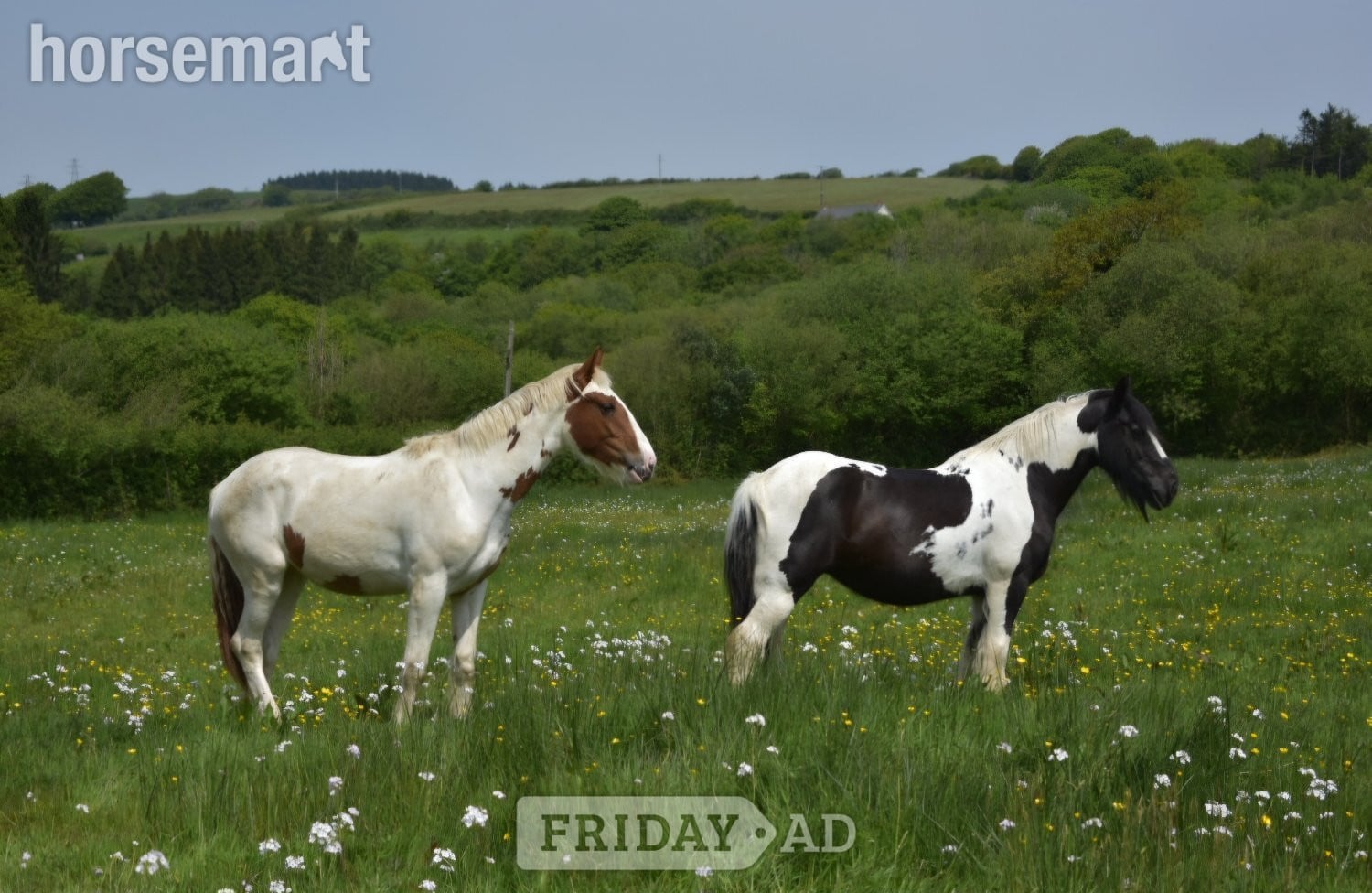 "Harley" Coloured Mare Young Sport Horse