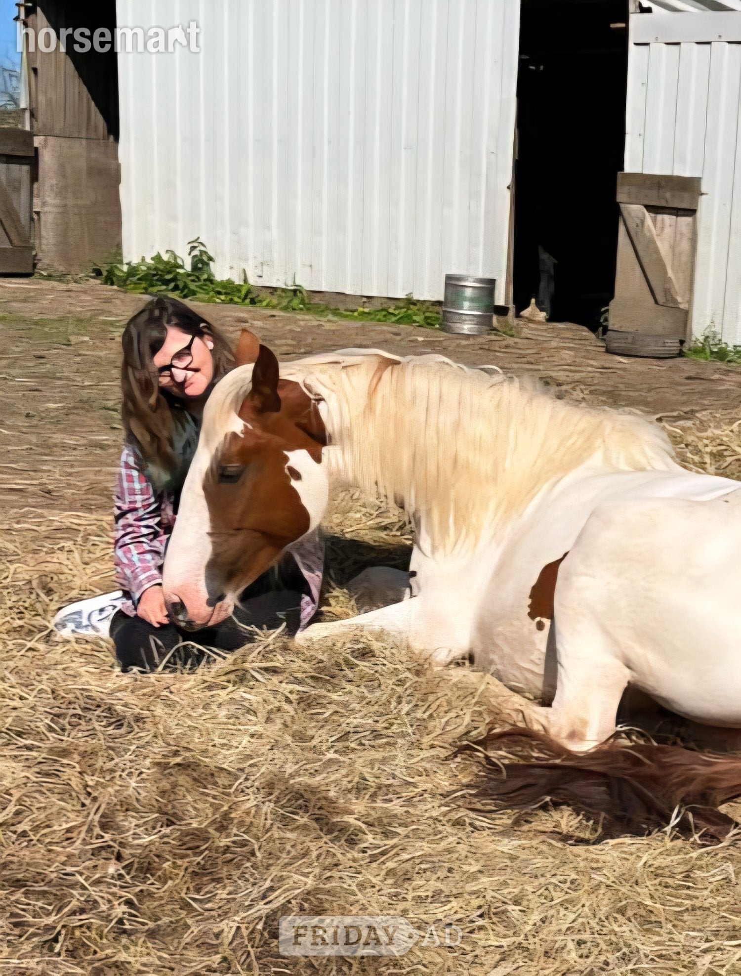 Bridgend "Harley" Coloured Mare Young Sport Horse